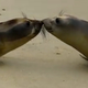 Image for article titled The Best Videos of the Week
